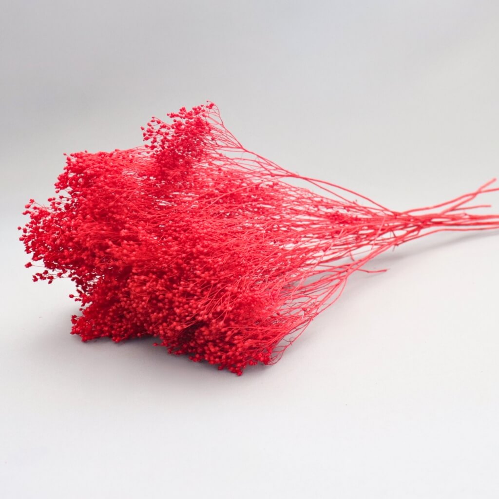 Sušený Broom Bloom červený - výrazný přírodní doplněk pro každou dekoraci